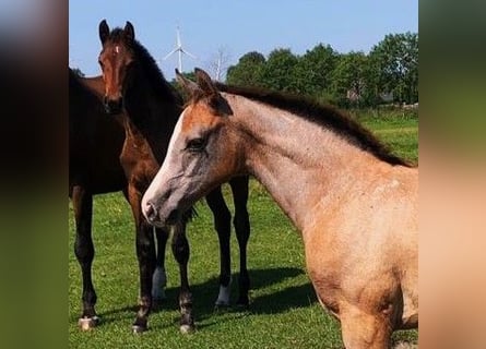 Holstein, Stallion, 1 year, 16.2 hh, Grey