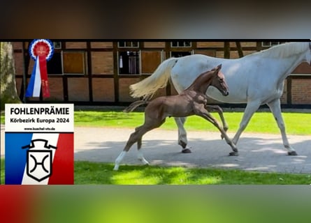 Holstein, Stallion, 1 year, 16.3 hh, Grey