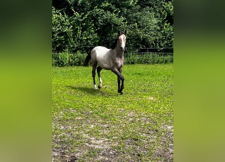 Holstein, Stallion, 1 year, 16 hh, Gray-Red-Tan
