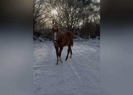 Holstein, Stallion, 1 year, 16,2 hh, Chestnut-Red
