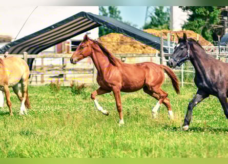 Holstein Mix, Stallion, 1 year, 17.1 hh, Chestnut