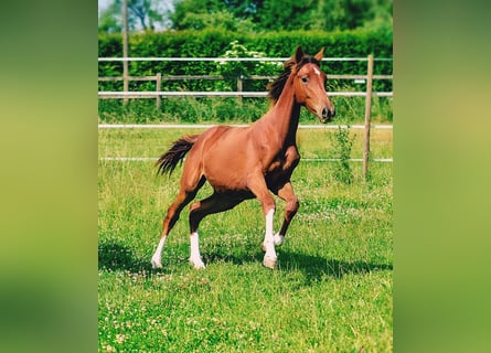 Holstein, Stallion, 1 year, 17 hh, Chestnut