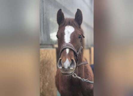 Holstein, Stallion, 1 year, 17 hh, Chestnut
