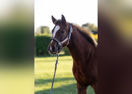 Holstein, Stallion, 1 year, 17 hh, Chestnut