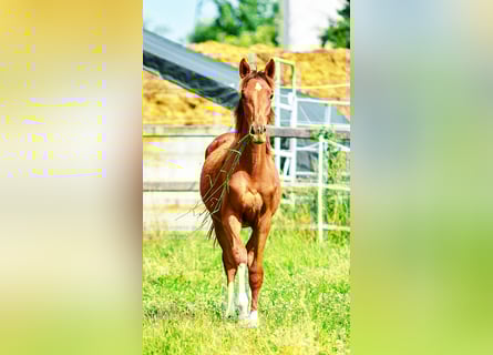 Holstein, Stallion, 1 year, 17 hh