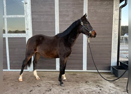 Holstein, Stallion, 1 year, 17 hh, Smoky-Black