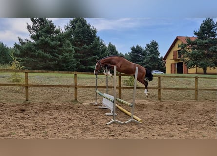 Holstein, Stallion, 1 year, Bay