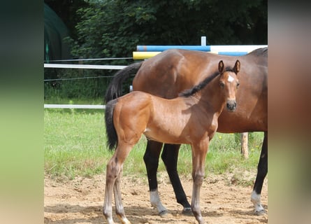 Holstein, Stallion, 1 year, Brown