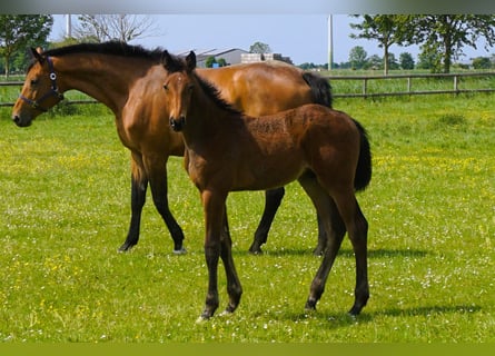 Holstein, Stallion, 1 year, Brown