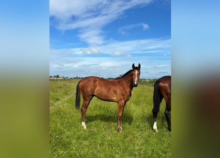 Holstein, Stallion, 1 year, Brown
