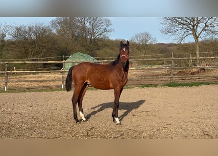 Holstein, Stallion, 1 year, Brown