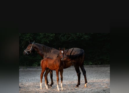 Holstein, Stallion, 1 year, Brown