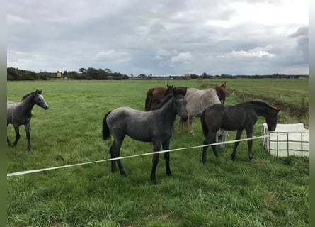 Holstein, Stallion, 1 year, Gray