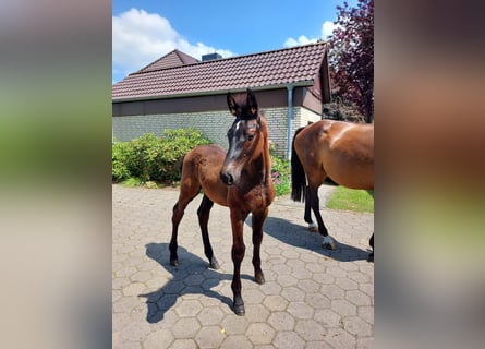 Holstein, Stallion, 1 year, Gray