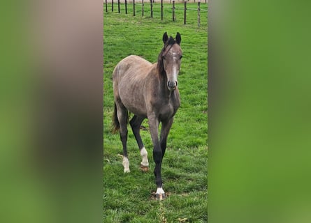 Holstein, Stallion, 1 year, Grey
