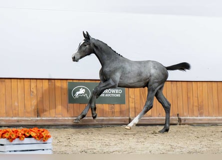 Holstein, Stallion, 1 year