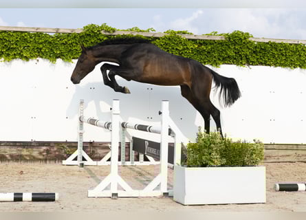 Holstein, Stallion, 2 years, 15,3 hh, Bay-Dark