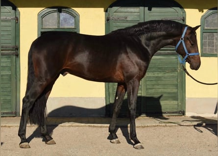 Holstein, Stallion, 2 years, 16.1 hh, Bay-Dark