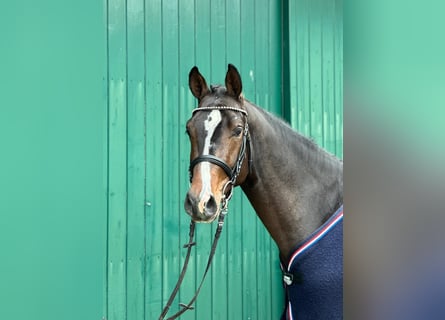 Holstein, Stallion, 2 years, 16.2 hh, Smoky-Black