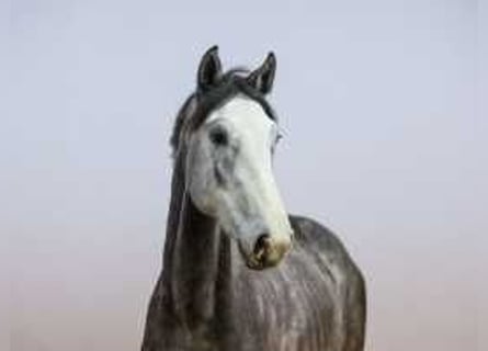 Holstein, Stallion, 2 years, 16 hh, Gray-Dark-Tan