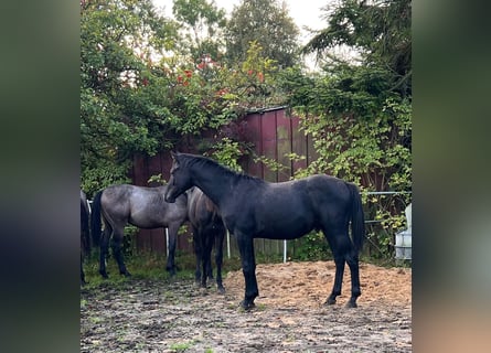 Holstein, Stallion, 2 years, 16,2 hh, Grey