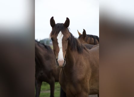 Holstein, Stallion, 2 years, Brown