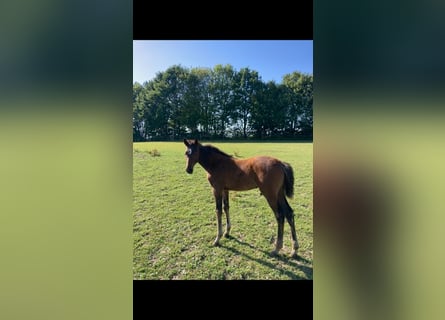 Holstein, Stallion, 2 years, Brown