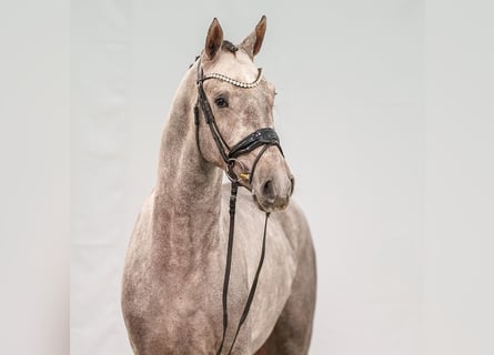 Holstein, Stallion, 2 years, Gray