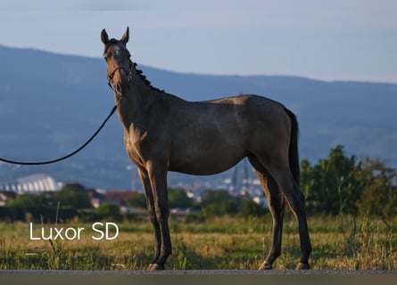 Holstein Mix, Stallion, 2 years