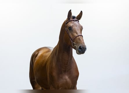Holstein, Stallion, 3 years, 16.2 hh, Brown