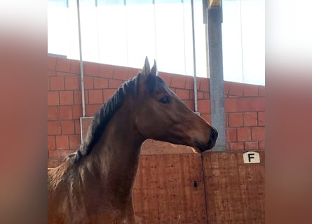 Holstein, Stallion, 3 years, 16 hh, Brown