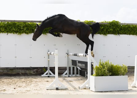 Holstein, Stallion, 3 years, 16 hh, Smoky-Black