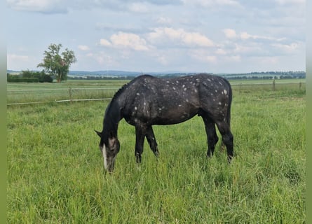 Holstein, Stallion, 3 years, 16,2 hh, Gray