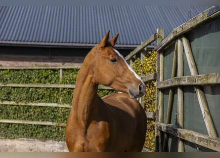 Holstein, Stallion, 3 years, 16,2 hh