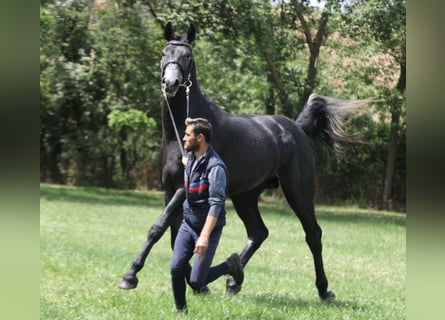 Holstein, Stallion, 3 years, 17 hh