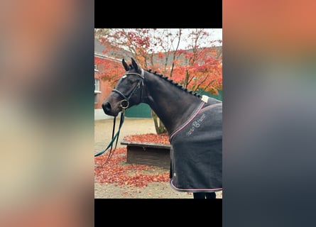 Holstein, Stallion, 3 years, Brown