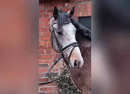 Holstein, Stallion, 4 years, 15,2 hh, Gray-Dapple