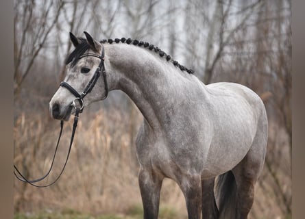 Holstein, Stallion, 4 years, 16.2 hh, Gray