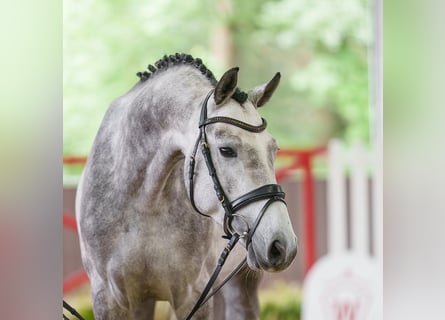Holstein, Stallion, 4 years, 16 hh, Grey