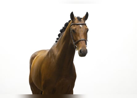 Holstein, Stallion, 5 years, 16 hh, Bay-Dark Holstein, Stallion, 5 years, 16 hh, Bay-Dark