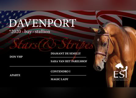 Holstein, Stallion, 5 years, 16,1 hh, Brown