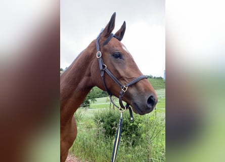 Holstein, Stallion, 5 years, 17 hh, Brown