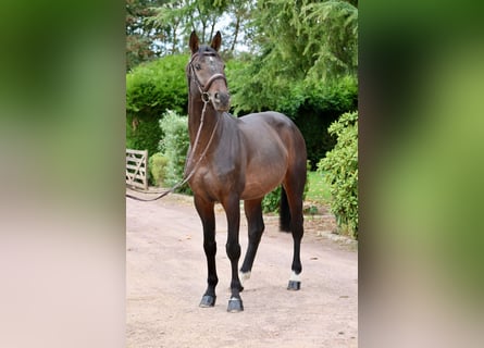Holstein, Stallion, 6 years, 16,1 hh