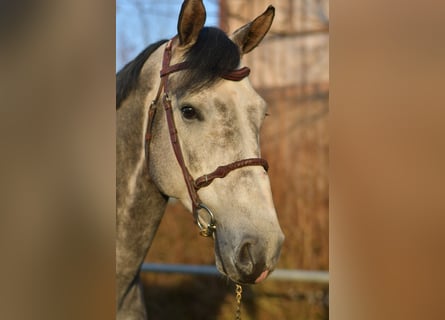 Holstein, Stallion, 6 years, 17 hh, Grey-Dapple
