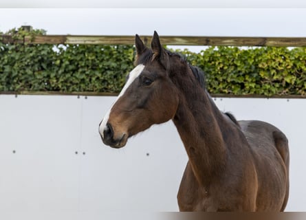 Holstein, Stallion, 7 years, 17 hh, Bay-Dark