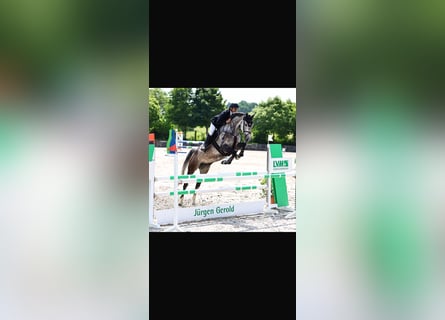 Holstein, Stallion, 7 years, Grey