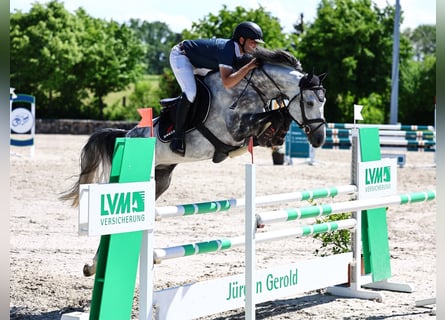 Holstein, Stallion, 7 years, Grey