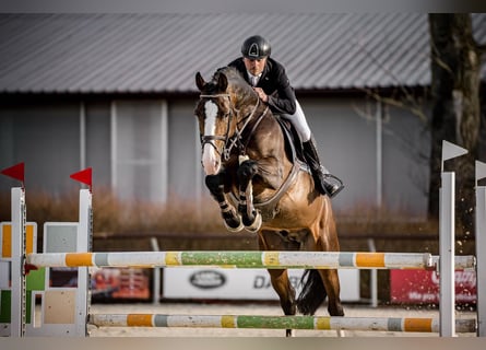 Holstein, Stallion, 8 years, 17 hh, Brown