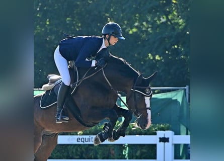 Holstein, Stallion, 8 years, Brown