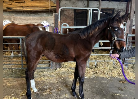 Holstein, Stallion, , 14 hh, Brown